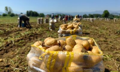 Patates ihracatı 190 bin tonun üzerine çıktı